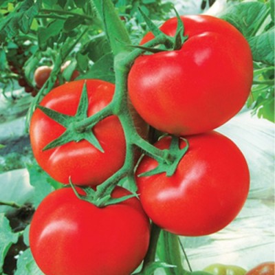 供应春夏红－番茄种子