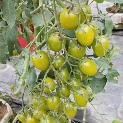 供应特色番茄种子-绿钻2号