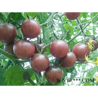 供应进口蔬菜种子-黑曼番茄种子