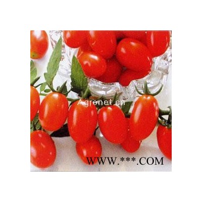 供应红珍珠—番茄种子