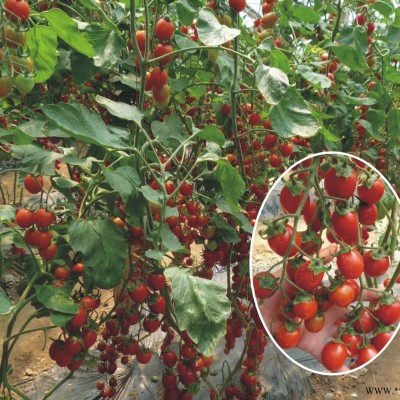 供应红辉69—番茄种子