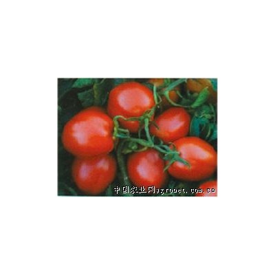 供应新育2008—番茄种子