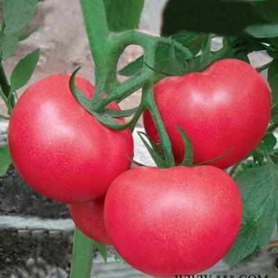 供应瑞盈番茄种子