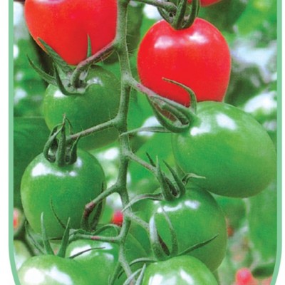 供应丽粉番茄种子