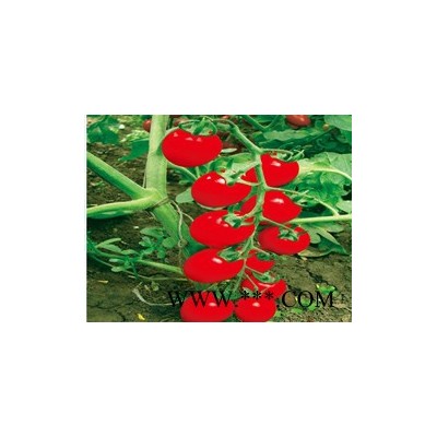 供应红霞七号—番茄种子