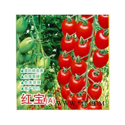 红宝（A）-番茄种子