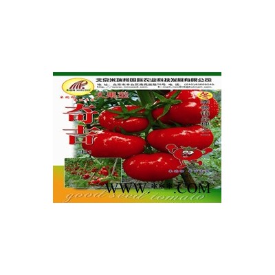 供应奇吉—番茄种子