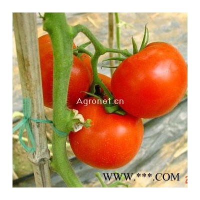 供应柯里特（FA-832）—番茄种子