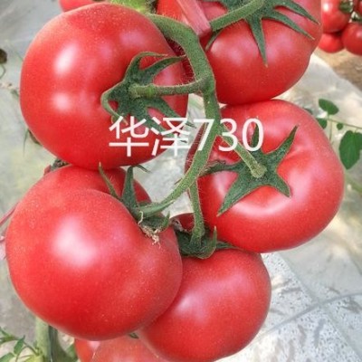 供应冬季耐寒大果型西红柿种子—华泽730
