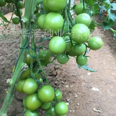 供应绿色小番茄种子口感绿宝石小番茄种子—绿将军