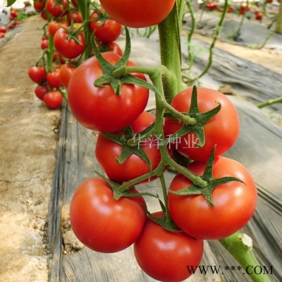 供应“艾娜德”-番茄种子