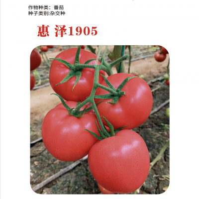 供应惠泽1905番茄种子