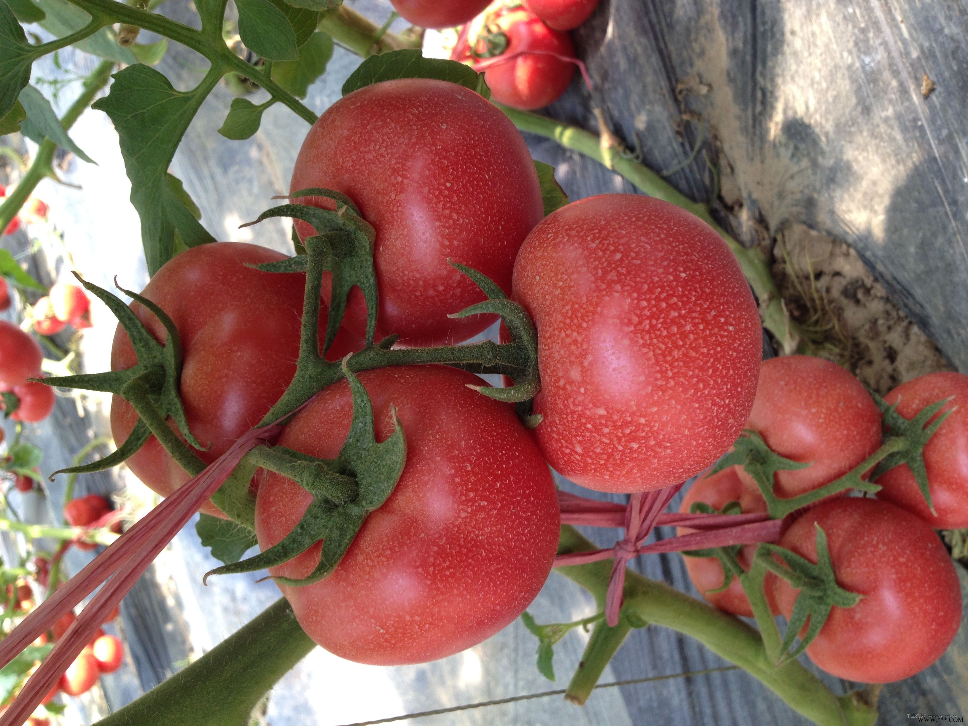 供应改良劳伦斯番茄种子
