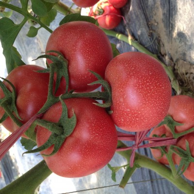 供应改良劳伦斯番茄种子