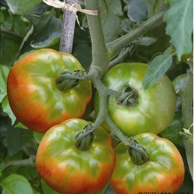 供应72-69番茄—番茄种子