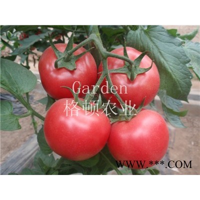 供应粉保利—番茄种子
