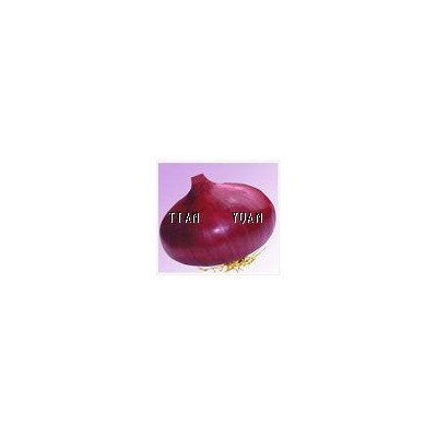 供应紫大赤玉—洋葱种子