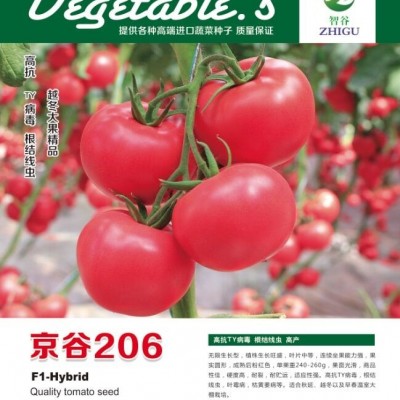 供应双抗番茄京谷226种子