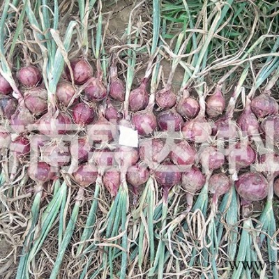 供应丸型1450紫玉葱（不育系）种子