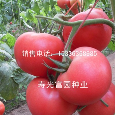 供应新黑马—粉罗兰西红柿种子