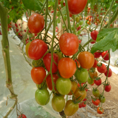 供应恋红—番茄种子