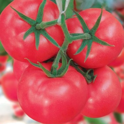 供应米兰番茄种子