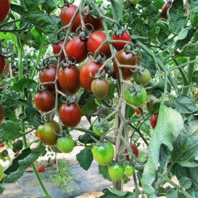 供应福祺® 紫露——番茄种子