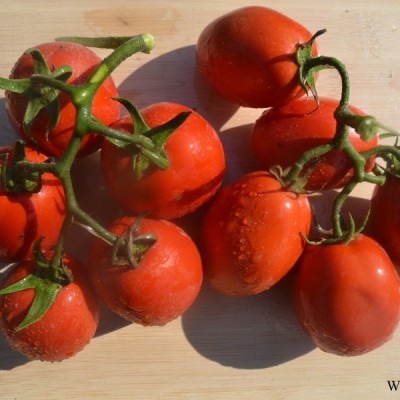 供应骋辉79号—番茄种子