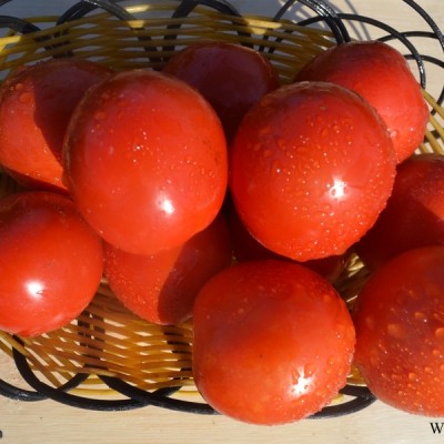 供应骋辉80号—番茄种子