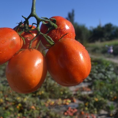 供应骋辉88号—番茄种子