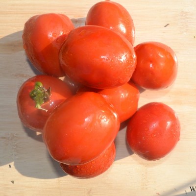 供应骋辉82号—番茄种子
