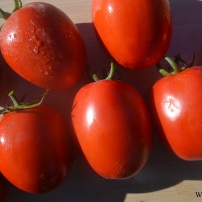 供应骋辉86号—番茄种子