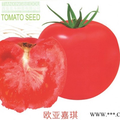 供应欧亚嘉琪—番茄种子
