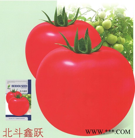 供应北斗鑫跃—番茄种子