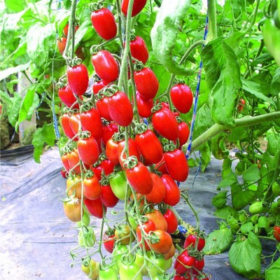 供应艾丽—番茄种子