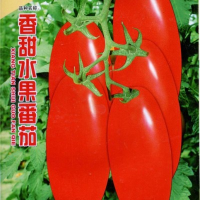 供应香甜水果番茄－番茄种子