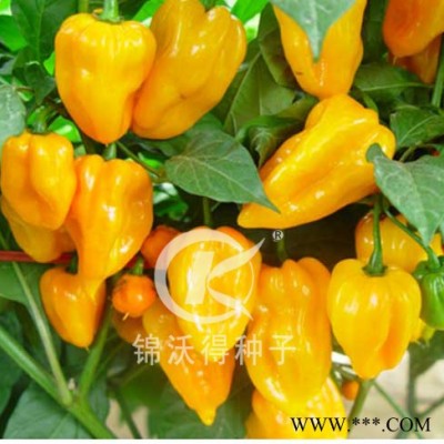 供应锦沃黄灯笼——辣椒种子