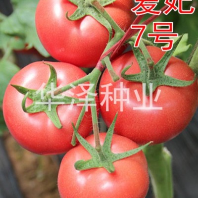 供应荷兰进口精品粉果番茄种子—爱妃7号