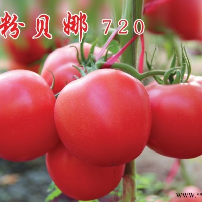 供应粉贝娜720—番茄种子