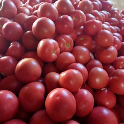供应惠粉--番茄