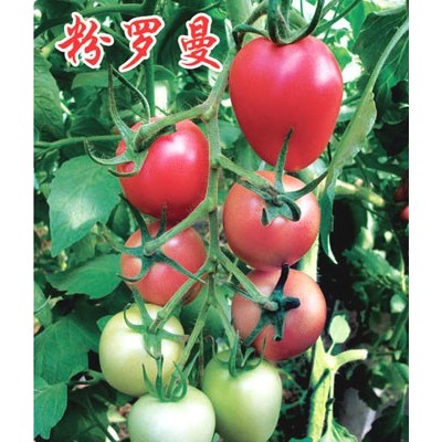 供应粉罗曼——番茄种子