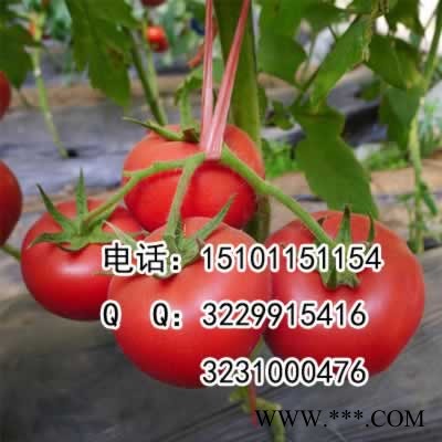 供应金粉11番茄种子