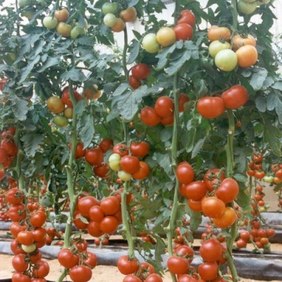 供应7186——番茄种子