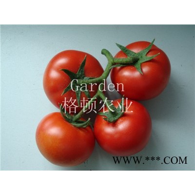 供应红特利番茄种子
