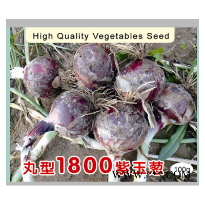供应丸型1800紫玉葱——洋葱种子