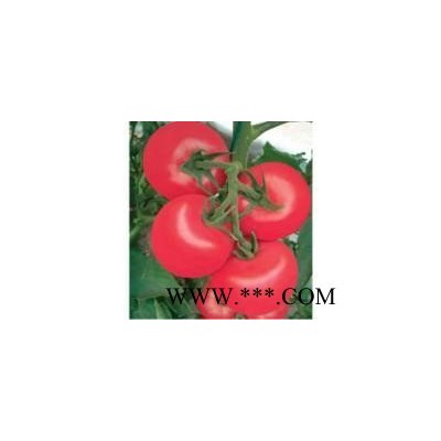 供应荷粉番茄种子