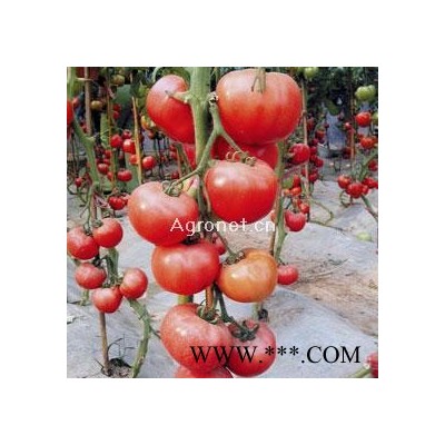 供应福贵—番茄种子