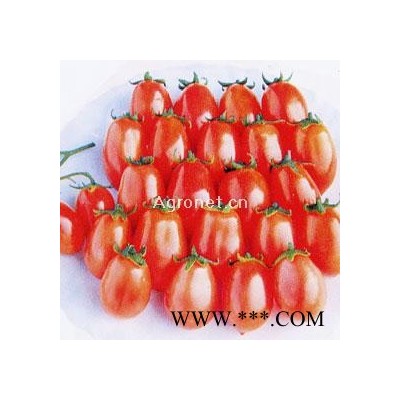 供应樱花—番茄种子