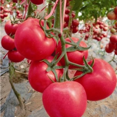 供应欧斯特1号—番茄种子