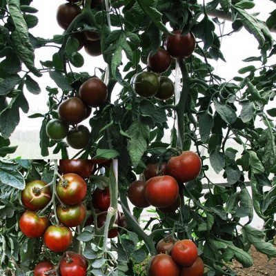 供应福祺® 黑妃——番茄种子